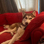 Haley is registered to the contest to win money with this photo: dog, husky, pet, couch, red_couch, pillow, indoor, relaxed, resting, fur, canine, ears, face, animal, home, living_room, curtains, comfort, laying_down, domestic