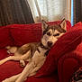 dog, husky, pet, couch, red_couch, pillow, indoor, relaxed, resting, fur, canine, ears, face, animal, home, living_room, curtains, comfort, laying_down, domestic