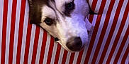 Haley joined the competition — help win amazing prizes! dog, husky, face, curious, head, wrapped_paper, striped_paper, hole, pet, animal, indoor, closeup, white, brown, black, eyes, snout, fur, playful, festive