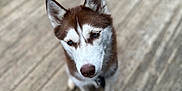Haley joined the competition — help win amazing prizes! alert, animal, blue_eyes, brown_and_white, canine, companion, cute, daylight, dog, domestic_animal, ears, fur, husky, looking_up, outdoor, pet, portrait, snout, standing, wooden_deck