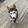 Haley joined the competition — help win amazing prizes! dog, husky, blue_eyes, pet, canine, outdoor, wooden_deck, fur, animal, portrait, looking_up, ears, snout, brown_and_white, domestic_animal, companion, cute, alert, standing, daylight