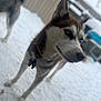 Haley joined the competition — help win amazing prizes! animal, blue_eyes, blurred_background, canine, cold, collar, companion, dog, ears, fur, husky, mammal, nature, outdoor, pet, portrait, snout, snow, walking, winter