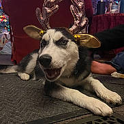 Bella is registered to the contest to win money with this photo: dog, husky, puppy, antlers, reindeer_costume, indoor, carpet, black_and_white, pet, festive, holiday, decor, animal, cute, lying_down, ears, tongue_out, playful, domestic, fur