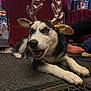dog, husky, puppy, antlers, reindeer_costume, indoor, carpet, black_and_white, pet, festive, holiday, decor, animal, cute, lying_down, ears, tongue_out, playful, domestic, fur
