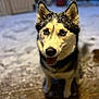 Bella joined the competition — help win amazing prizes! dog, husky, snow, outdoor, animal, pet, portrait, wooden_deck, winter, happy, tongue_out, black_and_white, fur, ears, cute, close_up, sitting, blurred_background, cold, playful