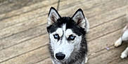 Bella joined the competition — help win amazing prizes! dog, siberian_husky, blue_eyes, pet, outdoor, wooden_deck, animal, looking_up, fur, canine, companion, portrait, domestic_animal, ears, snout, collar, black_and_white, focused, daylight, background_blur