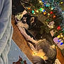 Bella joined the competition — help win amazing prizes! dog, husky, blue_eyes, christmas_tree, holiday_lights, tinsel, blanket, wooden_floor, indoor, decorations, string_lights, relaxed, pet, fur, cozy, festive, animal, resting, home, winter