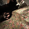 Echo joined the competition — help win amazing prizes! animal, black_cat, blurred_background, cat_paw, close_up, cozy, cute, domestic, fabric, feline, floral_pattern, home, indoor, paw, pet, resting, sleeping, soft_lighting, tabby_cat, two_cats