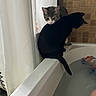 Echo is registered to the contest to win money with this photo: animal, bathroom, bathtub, black_cat, cat, companions, curious, curtain, domestic, edge, feline, foot, gray_tabby_cat, home, indoor, pet, relaxing, sitting, tile_wall, water