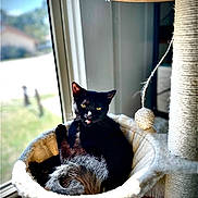 Echo is registered to the contest to win money with this photo: animal, black_cat, cat, cat_tree, cozy, cute, feline, fur, hammock, home, indoor, pet, playful, relaxed, resting, scratching_post, sunlight, tongue_out, toy, window