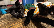 Echo is registered to the contest to win money with this photo: animal, black_cat, cat, close_up, colorful_clothes, cozy, cute, domestic_cat, fur, indoor, lying_down, mammal, pajamas, pet, relaxed, sleepy, soft_lighting, table_surface, whiskers, wooden_table