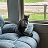 cat, couch, window, indoor, furniture, pet, gray_cat, white_cat, cushion, looking_out, daylight, screen_window, wooden_fence, greenery, cozy, relaxing, domestic, animal, house, quiet