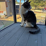 Judith joined the competition — help win amazing prizes! cat, animal, pet, indoor, mesh_screen, wooden_floor, outdoor_view, daylight, tree, house, window, curious, sitting, fur, tail, calm, nature, domestic_cat, quiet, sunlight