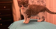 Judith is registered to the contest to win money with this photo: kitten, cat, animal, pet, indoor, bedroom, furniture, blanket, curtains, cross, soft_light, fur, small, cute, sleepy, standing, tail, whiskers, paws, domestic