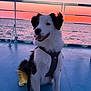 animal, boat, canine, colorful, dog, evening, happy, harness, leash, nature, ocean, outdoor, pet, scenic, sea, sitting, sky, sunset, travel, water