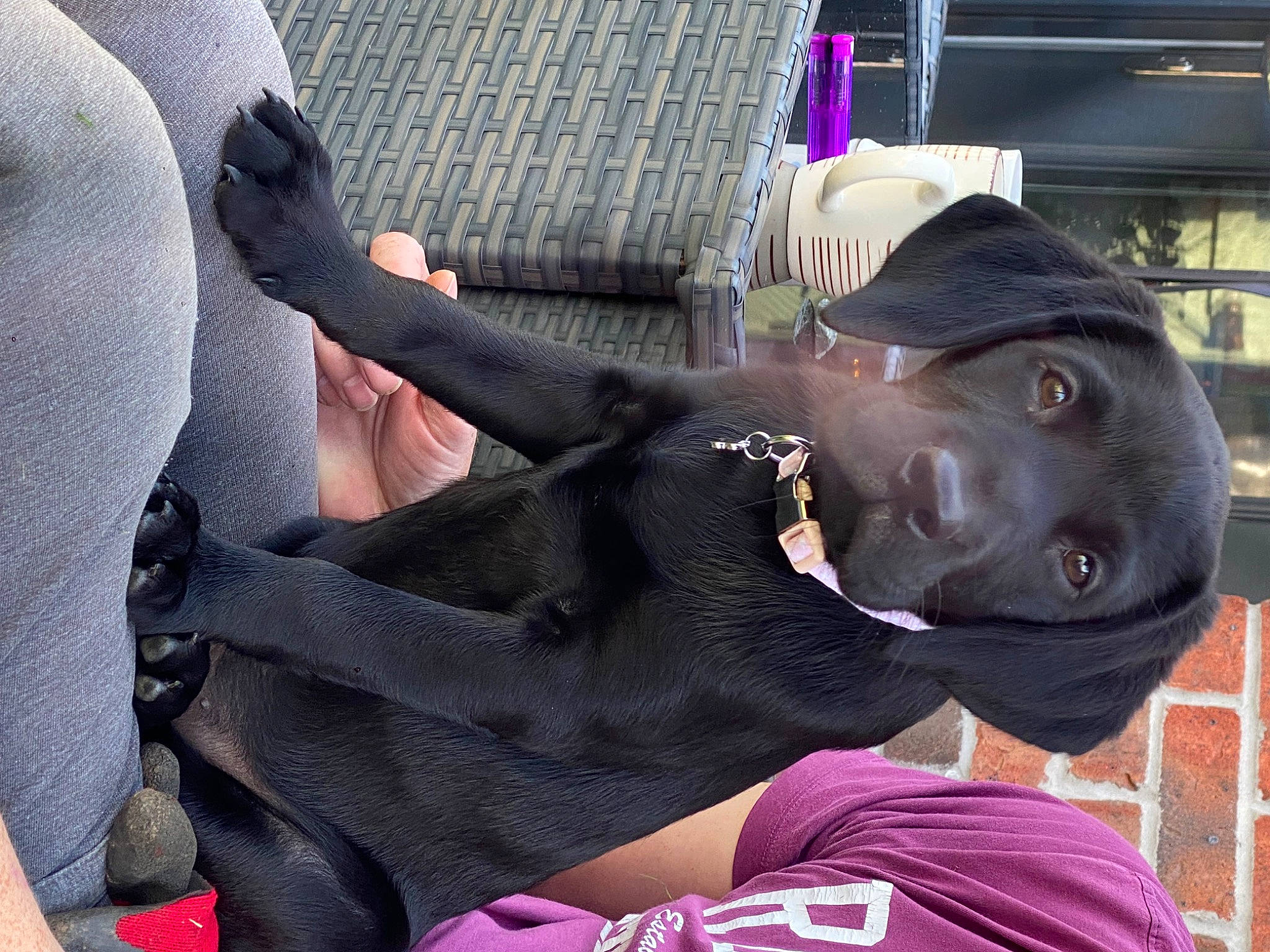 Zuri is registered to the contest to win money with this photo: auto_part, canidae, carnivore, collar, comfort, companion_dog, dog, dog_breed, dog_collar, fashion_accessory, fawn, fur, gesture, guard_dog, hat, non_sporting_group, personal_protective_equipment, snout, sporting_group, working_animal