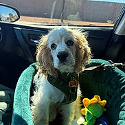 Elvis is registered to the contest to win money with this photo: puppy, dog, car, car_seat, pet_seat, harness, toy, plush_toy, sunlight, window, interior, seat, leash, tag, cute, pet, fur, animal, travel, resting