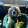 puppy, dog, car, car_seat, pet_seat, harness, toy, plush_toy, sunlight, window, interior, seat, leash, tag, cute, pet, fur, animal, travel, resting