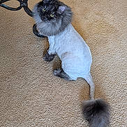 Rasta joined the competition — help win amazing prizes! cat, lion_cut, fluffy, carpet, indoor, pet, feline, curious, animal, sitting, tail, fur, groomed, looking_up, domestic, whiskers, ears, metal_table_leg, beige, floor