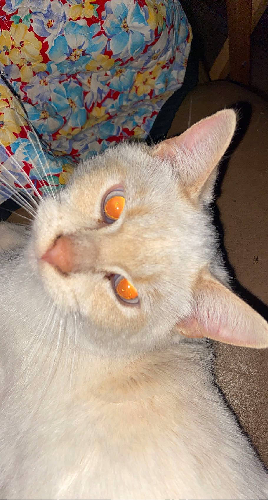 Mister joined the competition — help win amazing prizes! carnivore, cat, domestic_short_haired_cat, ear, eye, fang, fawn, felidae, fur, head, jaw, paw, small_to_medium_sized_cats, snout, tail, terrestrial_animal, whiskers