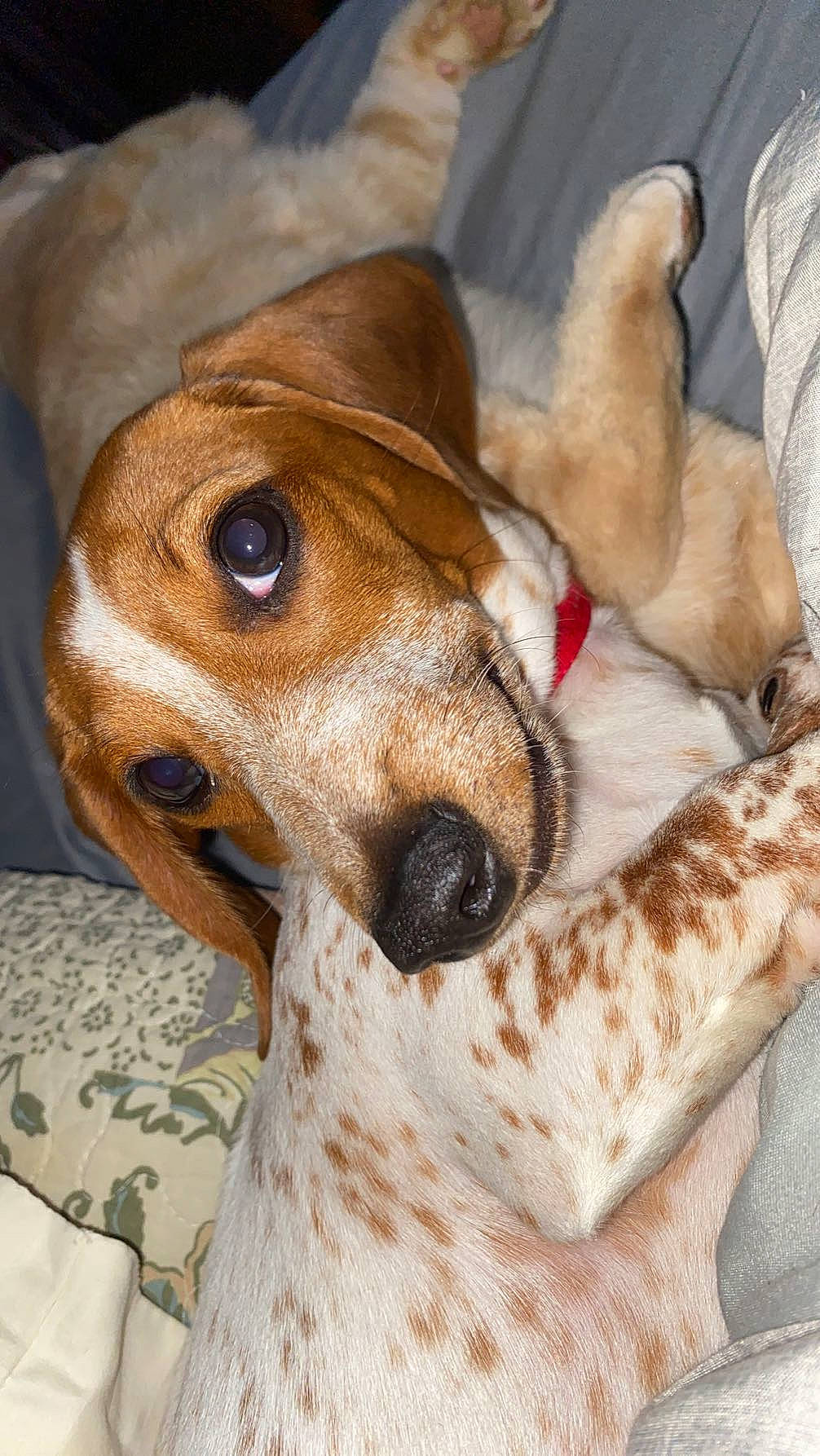 Windy is registered to the contest to win money with this photo: canidae, carnivore, collar, comfort, companion_dog, dog, dog_breed, dog_collar, dog_supply, ear, fawn, fur, liver, pet_supply, sighthound, snout, sporting_group, terrestrial_animal, whiskers, working_animal