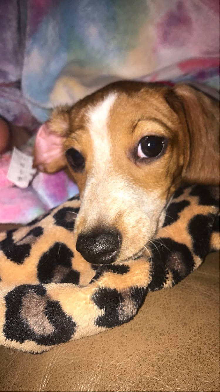 Windy joined the competition — help win amazing prizes! canidae, carnivore, comfort, companion_dog, dog, dog_breed, dog_supply, fawn, fur, paw, scent_hound, snout, sporting_group, whiskers, working_animal