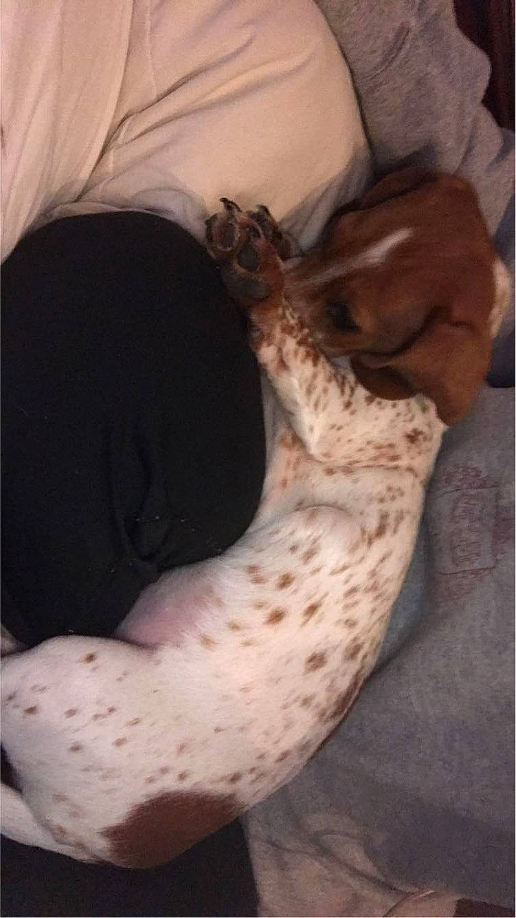 Windy joined the competition — help win amazing prizes! carnivore, comfort, dog, dog_breed, elbow, fawn, felidae, foot, fur, giraffe, giraffidae, human_leg, knee, paw, small_to_medium_sized_cats, snout, tail, terrestrial_animal, whiskers, wildlife