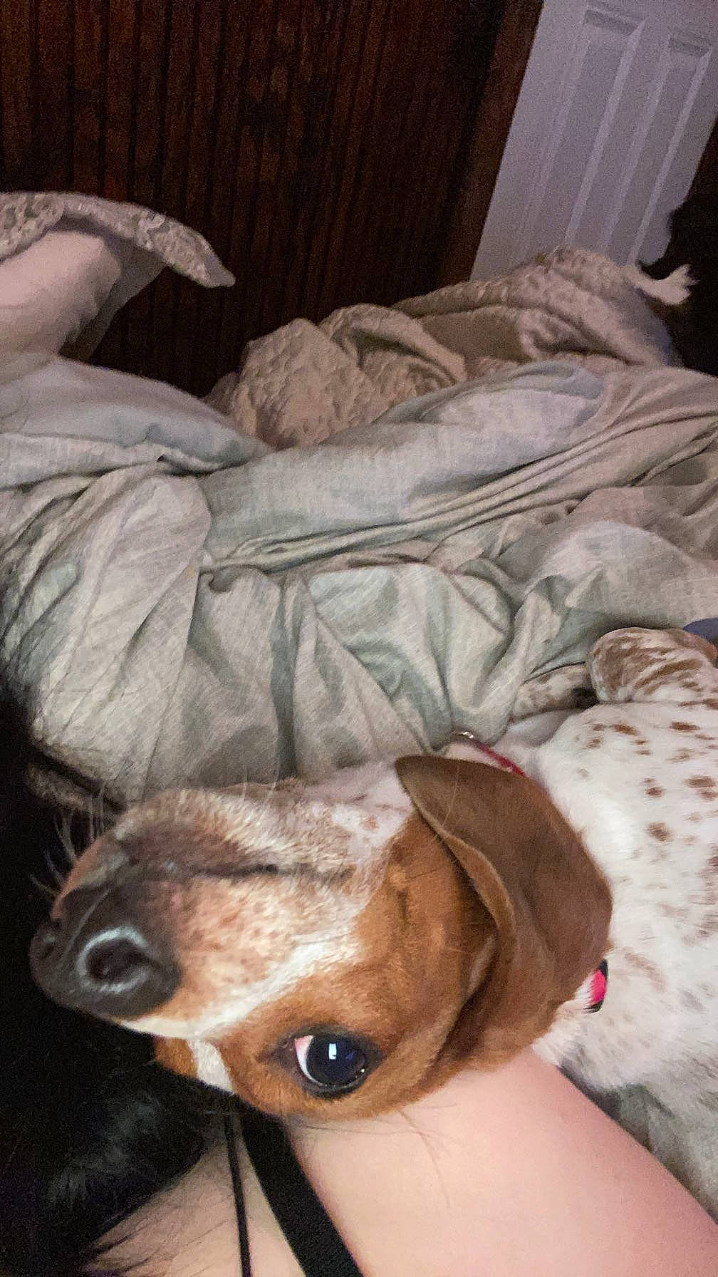 Windy joined the competition — help win amazing prizes! canidae, carnivore, comfort, companion_dog, dog, dog_breed, dog_clothes, eyewear, fawn, felidae, fur, linens, small_to_medium_sized_cats, snout, sporting_group, sunglasses, toy_dog, whiskers, wood, working_animal