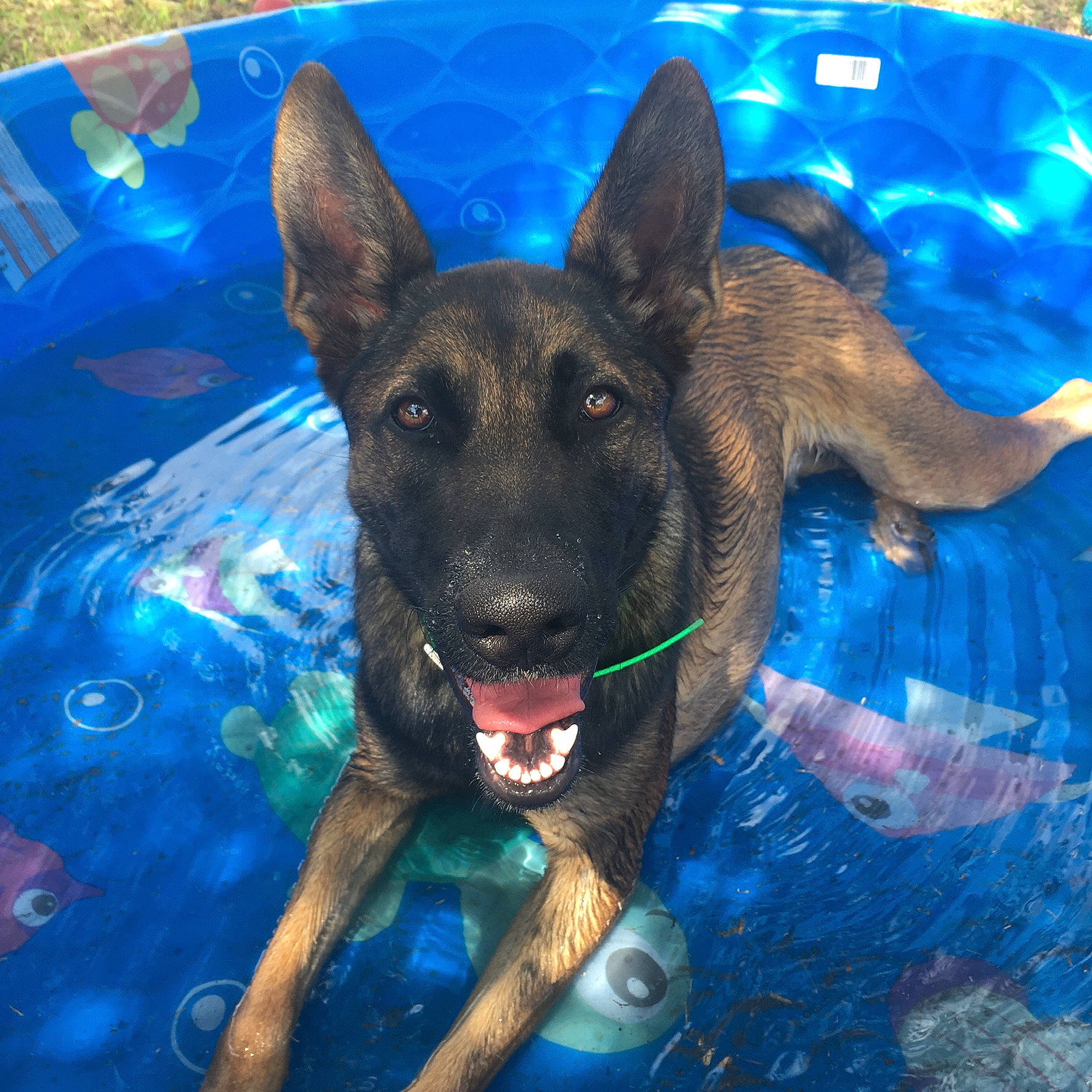 Maya joined the competition — help win amazing prizes! art, canidae, carnivore, companion_dog, dog, dog_breed, electric_blue, fawn, fun, german_shepherd_dog, grass, leisure, mammal, organism, snout, sporting_group, vertebrate, water, working_animal, working_dog