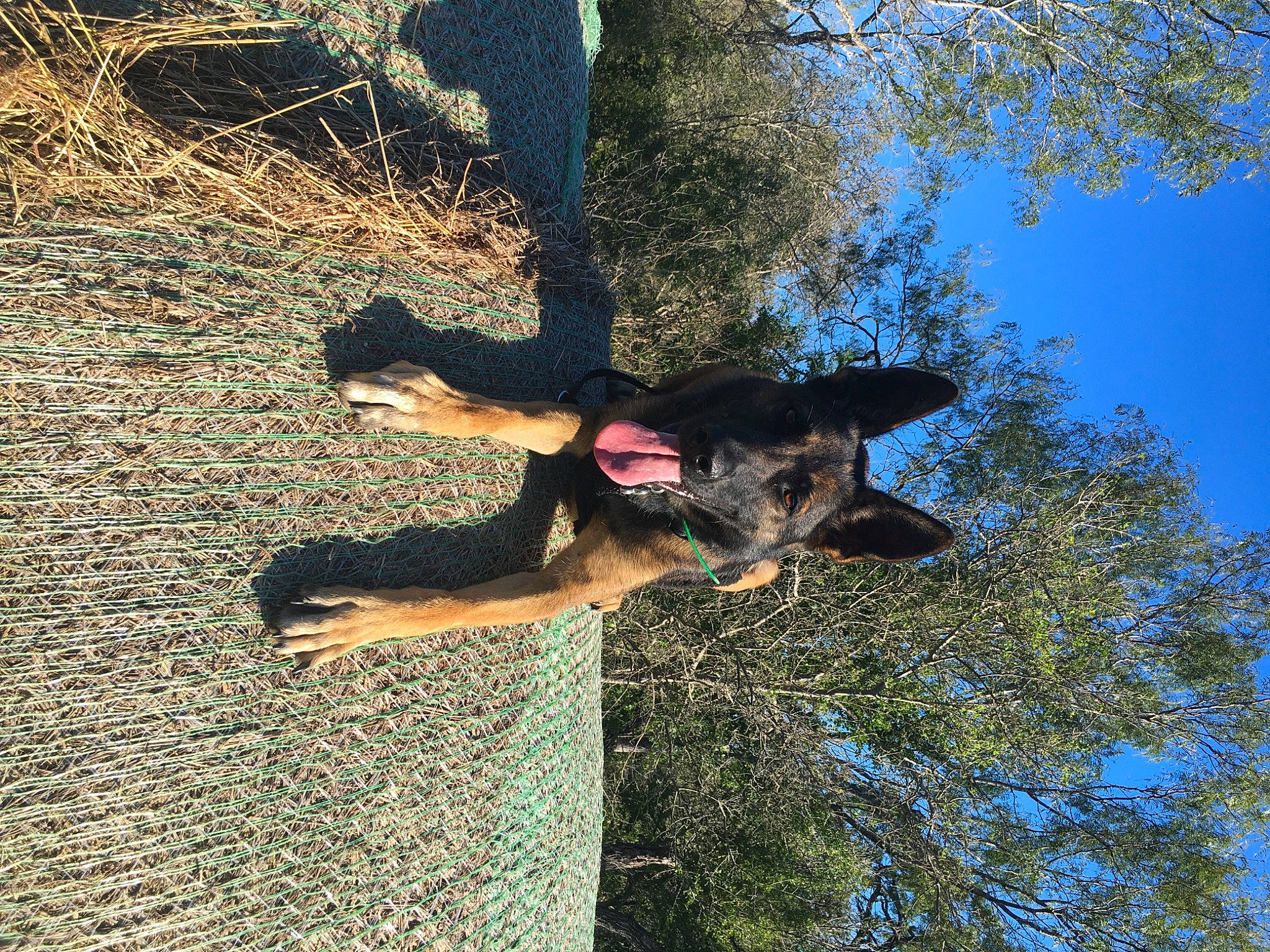 Maya is registered to the contest to win money with this photo: branch, carnivore, dog, dog_breed, fawn, gesture, grass, happy, leisure, people_in_nature, plant, sky, sporting_group, spring, sunlight, tints_and_shades, tree, trunk, twig, water