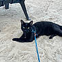 black_cat, cat, pet, animal, leash, harness, sand, outdoor, green_eyes, feline, resting, curious, chair_leg, shadow, domestic_cat, alert, close_up, quiet, summer, nature