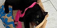 Harvey a rejoint le concours — aidez-le/la à gagner de superbes lots ! black_cat, cat, pet, animal, burlap_bag, floor_tile, green_eyes, playful, curious, indoor, cozy, feline, domestic_animal, pink_strap, blue_pattern, lying_down, whiskers, tail, paws, texture