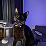 cat, black_cat, bow_tie, cat_tree, indoor, furniture, curious, pet, animal, wide_eyes, plaid, cozy, purple_light, sitting, portrait, cute, feline, domestic_cat, home, soft_texture