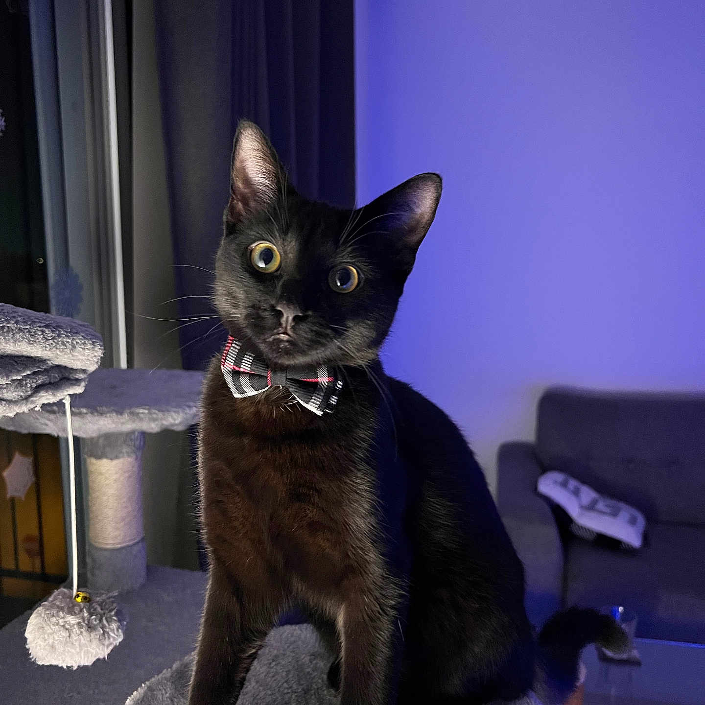 Harvey a rejoint le concours — aidez-le/la à gagner de superbes lots ! animal, black_cat, bow_tie, cat, cat_tree, cozy, curious, cute, domestic_cat, feline, furniture, home, indoor, pet, plaid, portrait, purple_light, sitting, soft_texture, wide_eyes