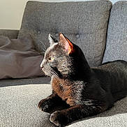 Harvey a rejoint le concours — aidez-le/la à gagner de superbes lots ! cat, black_cat, pet, animal, feline, indoor, couch, gray_couch, sunlight, relaxing, fur, whiskers, ears, side_view, domestic_cat, home, cozy, resting, looking_away, shadow