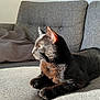 cat, black_cat, pet, animal, feline, indoor, couch, gray_couch, sunlight, relaxing, fur, whiskers, ears, side_view, domestic_cat, home, cozy, resting, looking_away, shadow