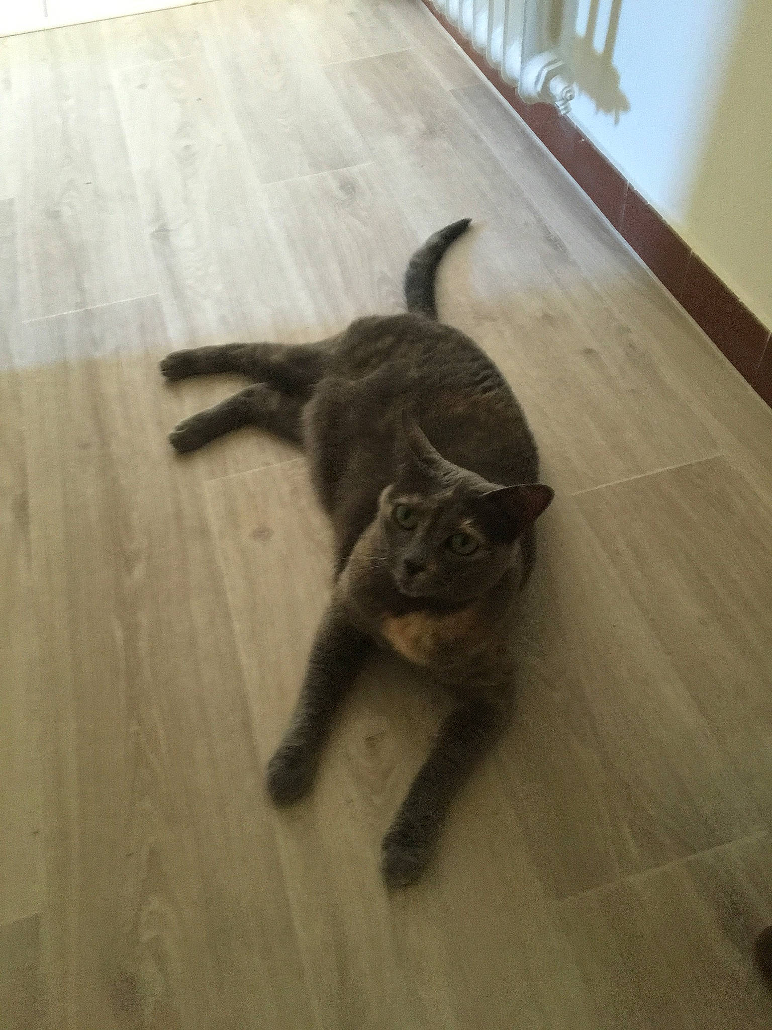 Neva participe au concours pour gagner de l'argent avec cette photo : brown, carnivore, cat, fawn, felidae, floor, flooring, fur, hardwood, laminate_flooring, mammal, plank, plywood, small_to_medium_sized_cats, tail, varnish, whiskers, wood, wood_flooring, wood_stain