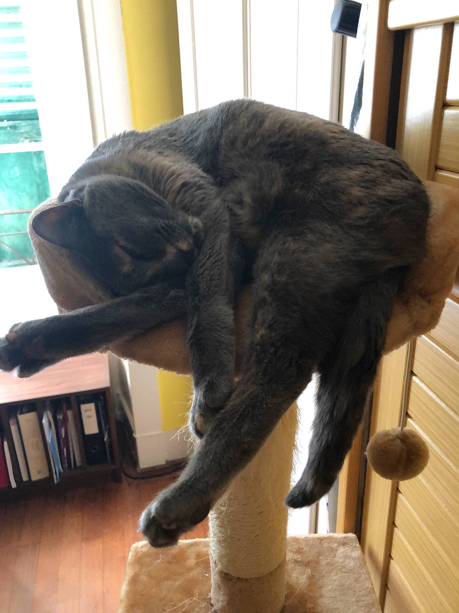 Neva participe au concours pour gagner de l'argent avec cette photo : carnivore, cat, cat_supply, claw, comfort, dog_breed, domestic_short_haired_cat, felidae, flooring, fur, hardwood, natural_material, small_to_medium_sized_cats, snout, sporting_group, tail, terrestrial_animal, whiskers, window, wood