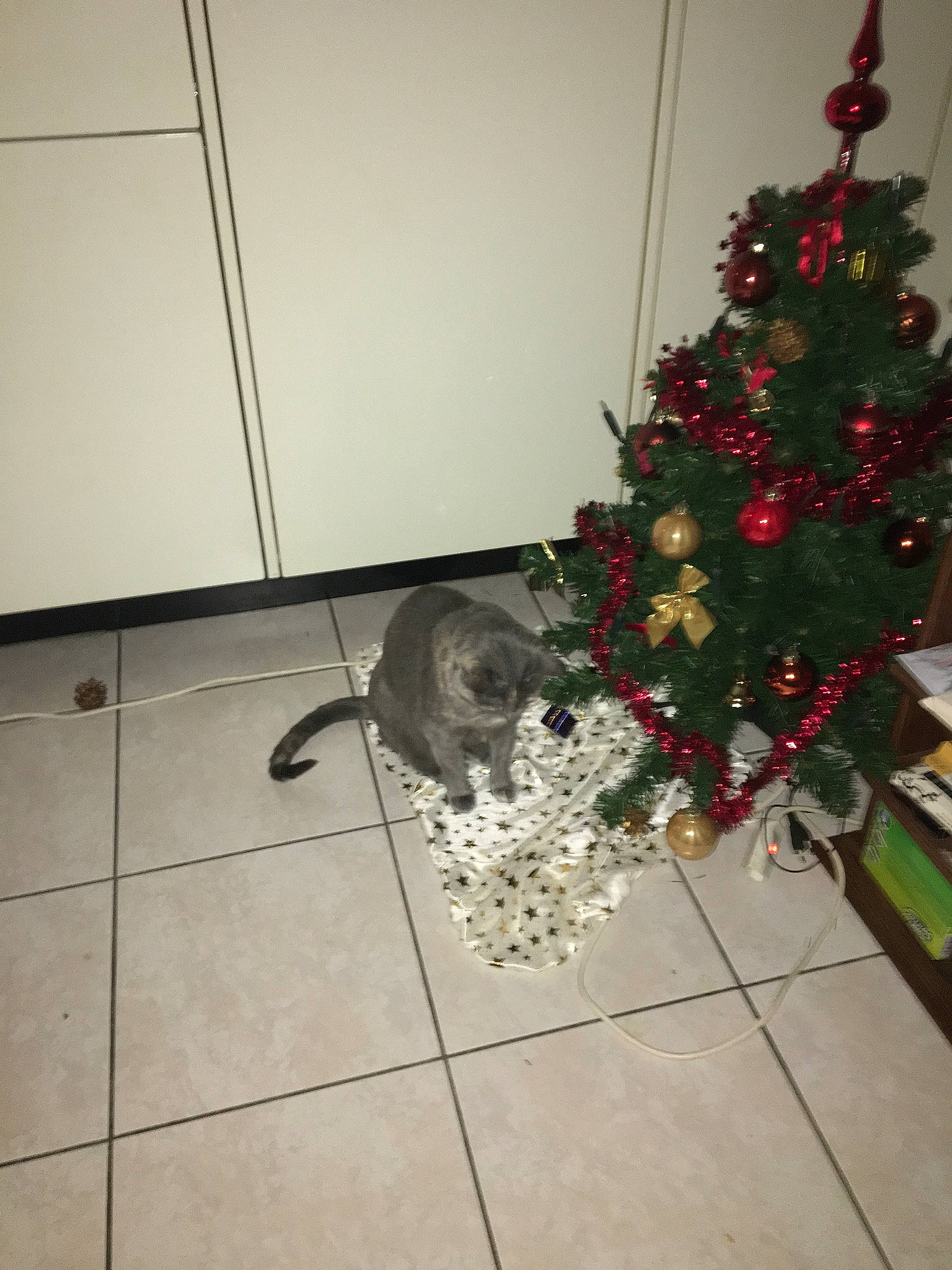 Neva participe au concours pour gagner de l'argent avec cette photo : carnivore, christmas_decoration, christmas_ornament, christmas_tree, conifer, dog_breed, event, evergreen, felidae, flooring, hardwood, holiday, holiday_ornament, ornament, plant, small_to_medium_sized_cats, tail, tile_flooring, tints_and_shades, wood