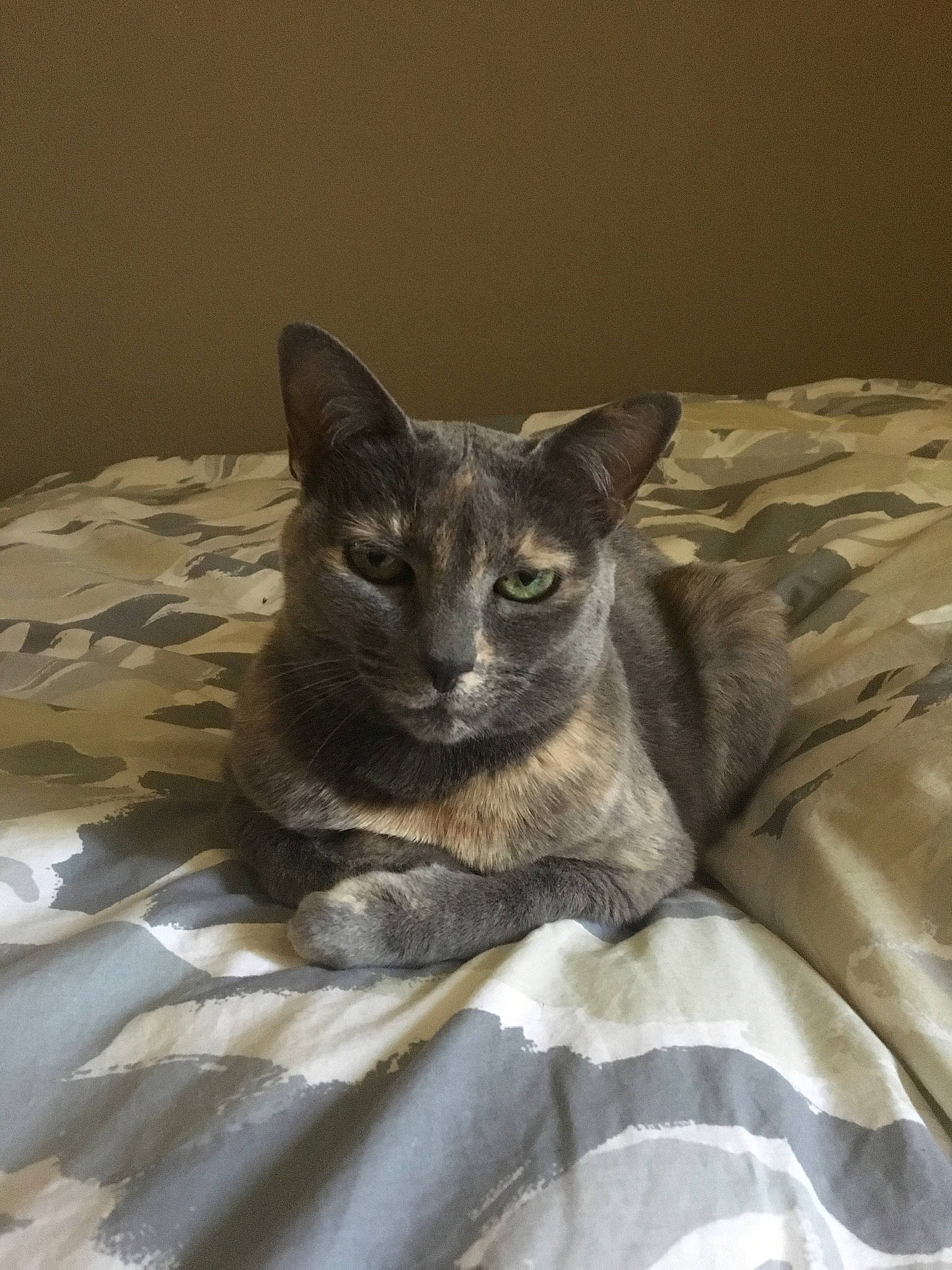 Neva a rejoint le concours — aidez-le/la à gagner de superbes lots ! bed, carnivore, cat, cat_supply, comfort, domestic_short_haired_cat, fawn, felidae, fur, grey, linens, russian_blue, sitting, small_to_medium_sized_cats, snout, tail, terrestrial_animal, whiskers