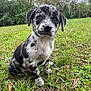 Milli joined the competition — help win amazing prizes! puppy, dog, grass, outdoor, nature, animal, pet, cute, young, speckled, ears, eyes, sitting, leaf, field, green, fur, adorable, canine, background