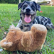 Milli is registered to the contest to win money with this photo: dog, happy, tongue_out, grass, outdoor, toy, stuffed_animal, pet, playful, nature, greenery, smiling, animal, canine, collar, summer, sunlight, backyard, fur, relaxed