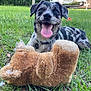 dog, happy, tongue_out, grass, outdoor, toy, stuffed_animal, pet, playful, nature, greenery, smiling, animal, canine, collar, summer, sunlight, backyard, fur, relaxed