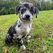 Moo is registered to the contest to win money with this photo: puppy, dog, grass, outdoor, nature, animal, pet, cute, young, speckled, ears, eyes, sitting, leaf, field, green, fur, adorable, canine, background