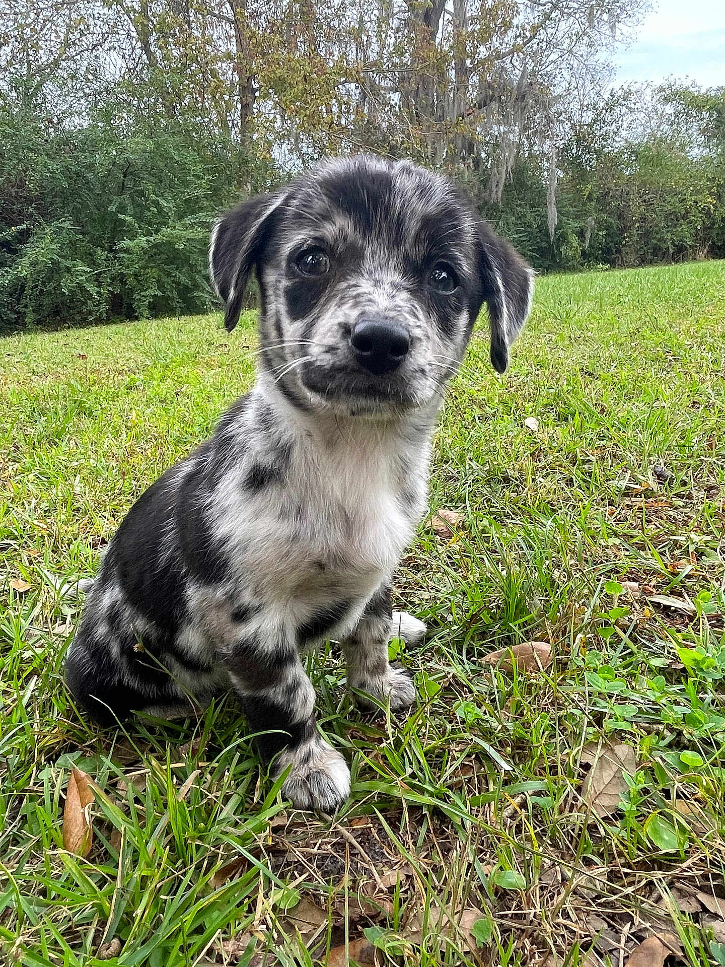 Moo is registered to the contest to win money with this photo: puppy, dog, grass, outdoor, nature, animal, pet, cute, young, speckled, ears, eyes, sitting, leaf, field, green, fur, adorable, canine, background