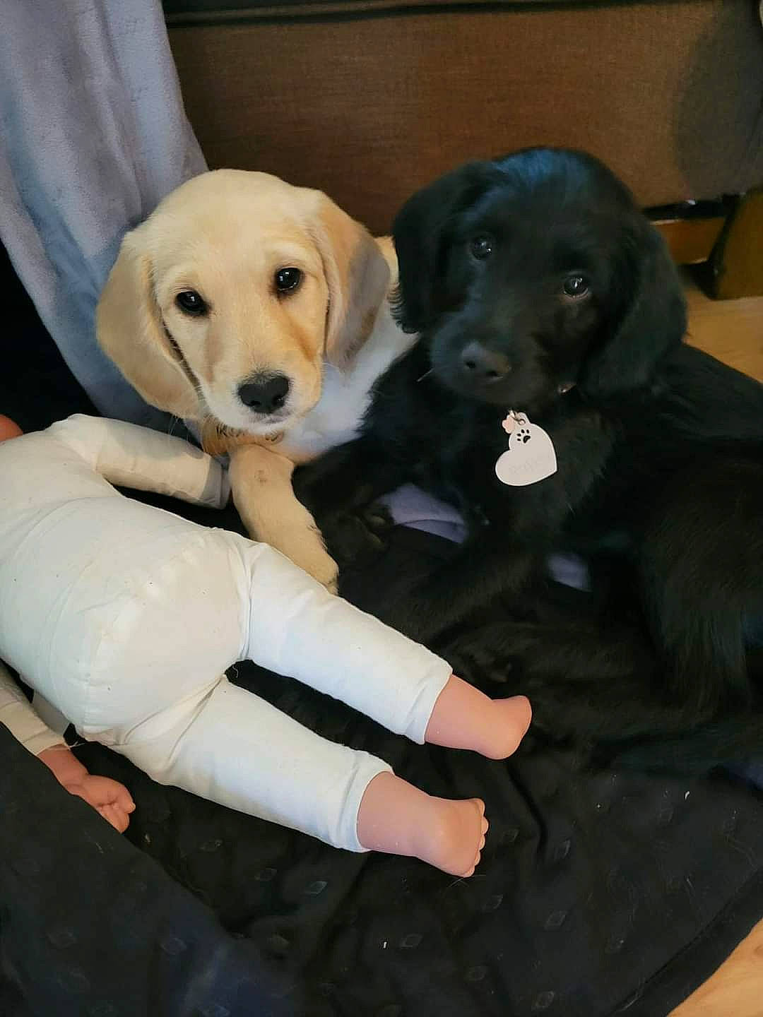 Kona is registered to the contest to win money with this photo: canidae, carnivore, comfort, companion_dog, dog, dog_breed, dog_supply, fawn, fur, gesture, labrador_retriever, mammal, paw, pet_supply, puppy, sitting, snout, sporting_group, tail, working_animal