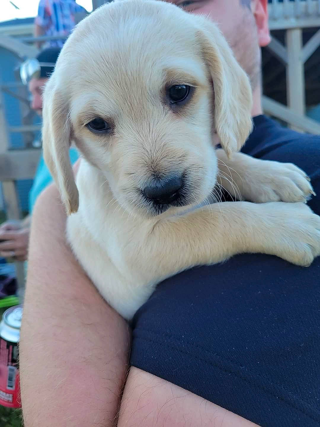 Kona joined the competition — help win amazing prizes! carnivore, companion_dog, dog, dog_breed, fawn, fur, plant, retriever, snout, sporting_group, tree, whiskers, working_animal