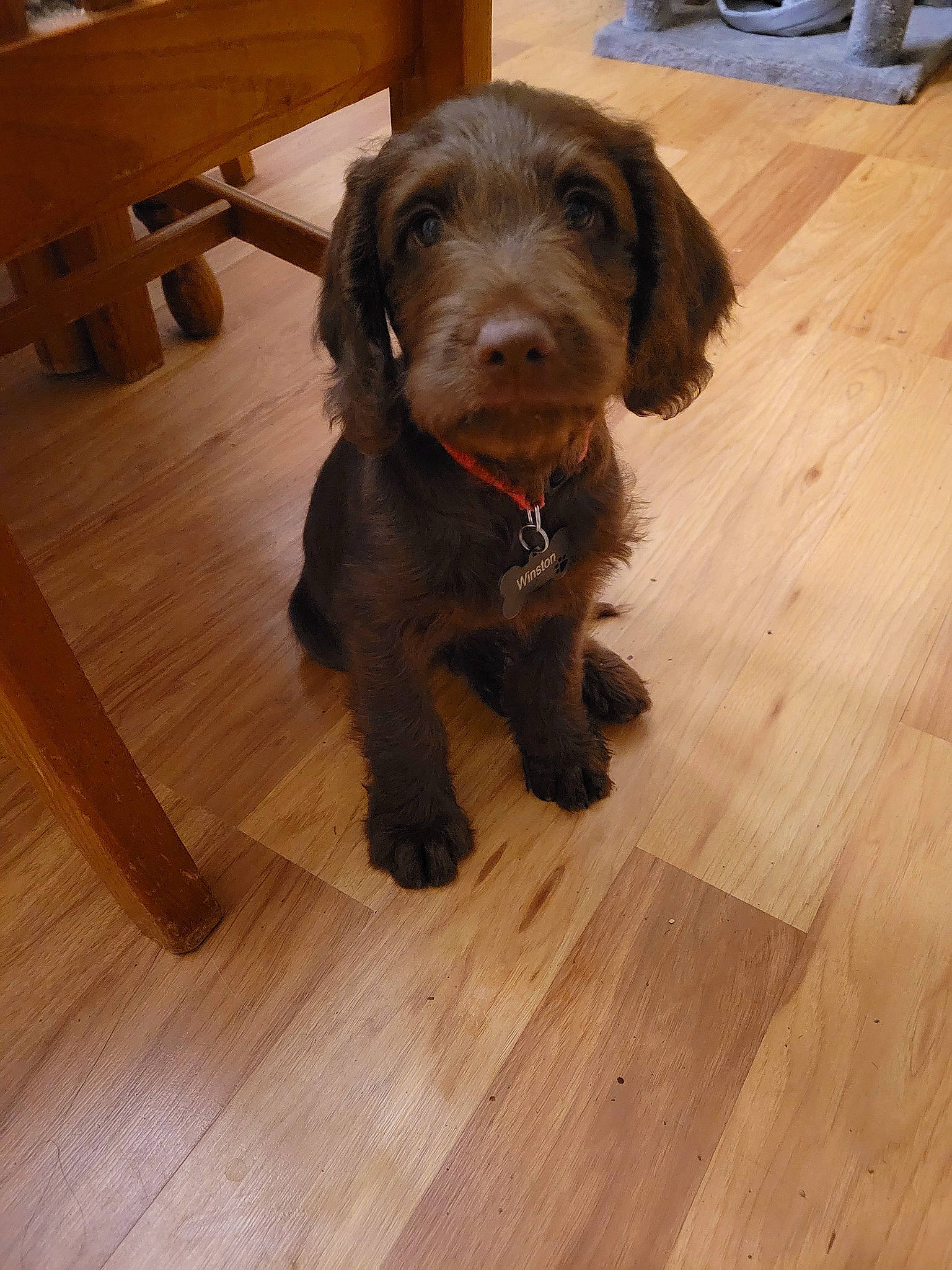 Winston joined the competition — help win amazing prizes! brown, carnivore, companion_dog, dog, dog_breed, dog_collar, floor, flooring, hardwood, laminate_flooring, liver, plank, plywood, retriever, spaniel, sporting_group, varnish, wood, wood_flooring, wood_stain