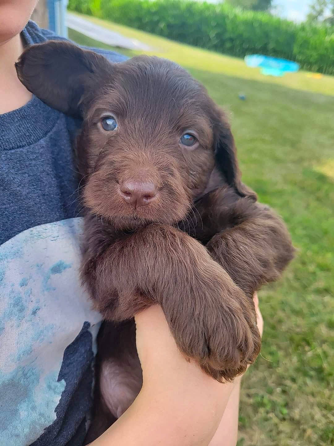 Winston is registered to the contest to win money with this photo: canidae, carnivore, companion_dog, dog, dog_breed, fawn, fur, grass, liver, livestock, plant, snout, sporting_group, terrestrial_animal, working_animal