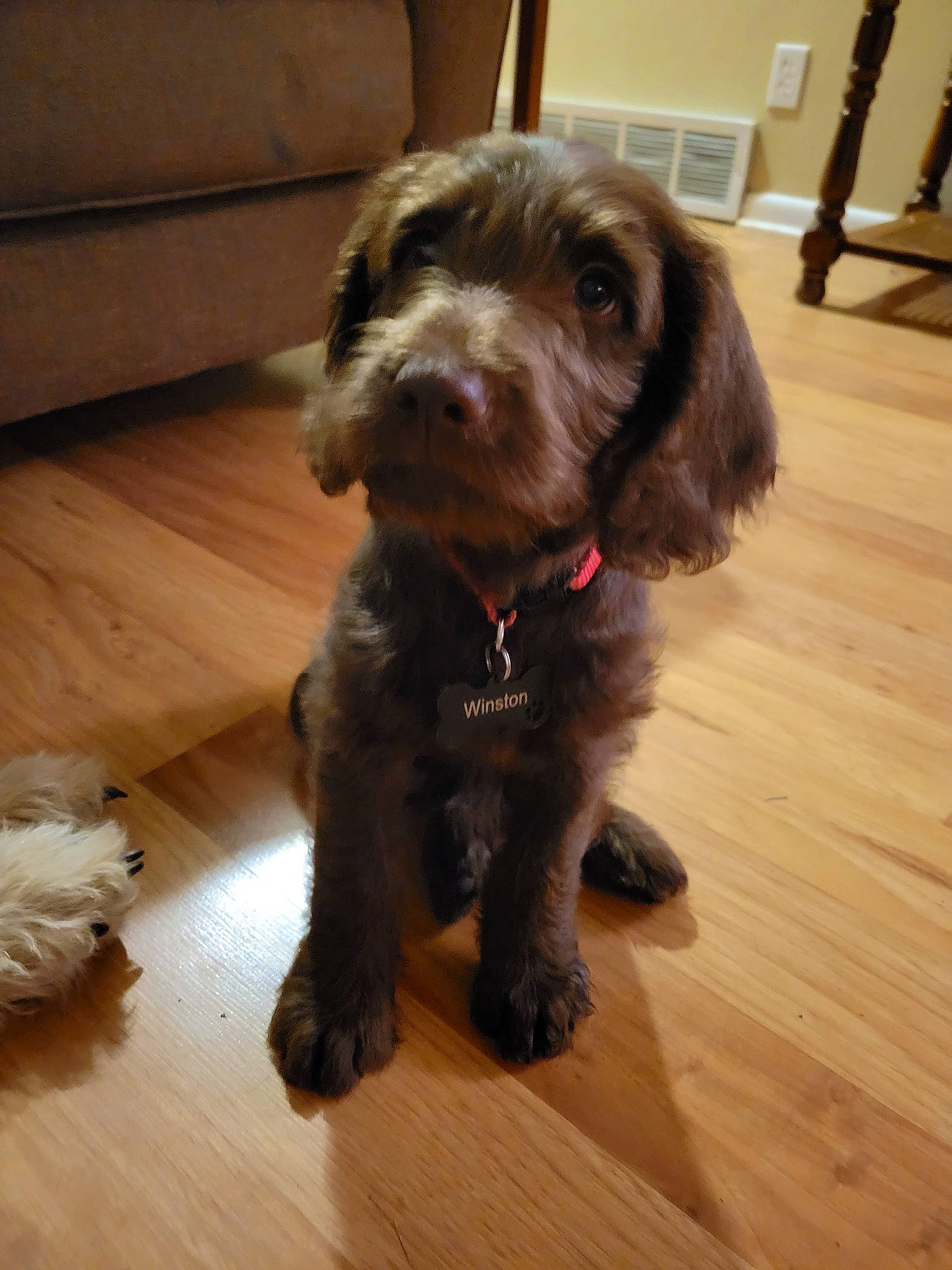 Winston is registered to the contest to win money with this photo: carnivore, companion_dog, couch, dog, dog_breed, floor, flooring, fur, hardwood, laminate_flooring, liver, plank, pudelpointer, spaniel, sporting_group, varnish, wood, wood_flooring, wood_stain, working_animal